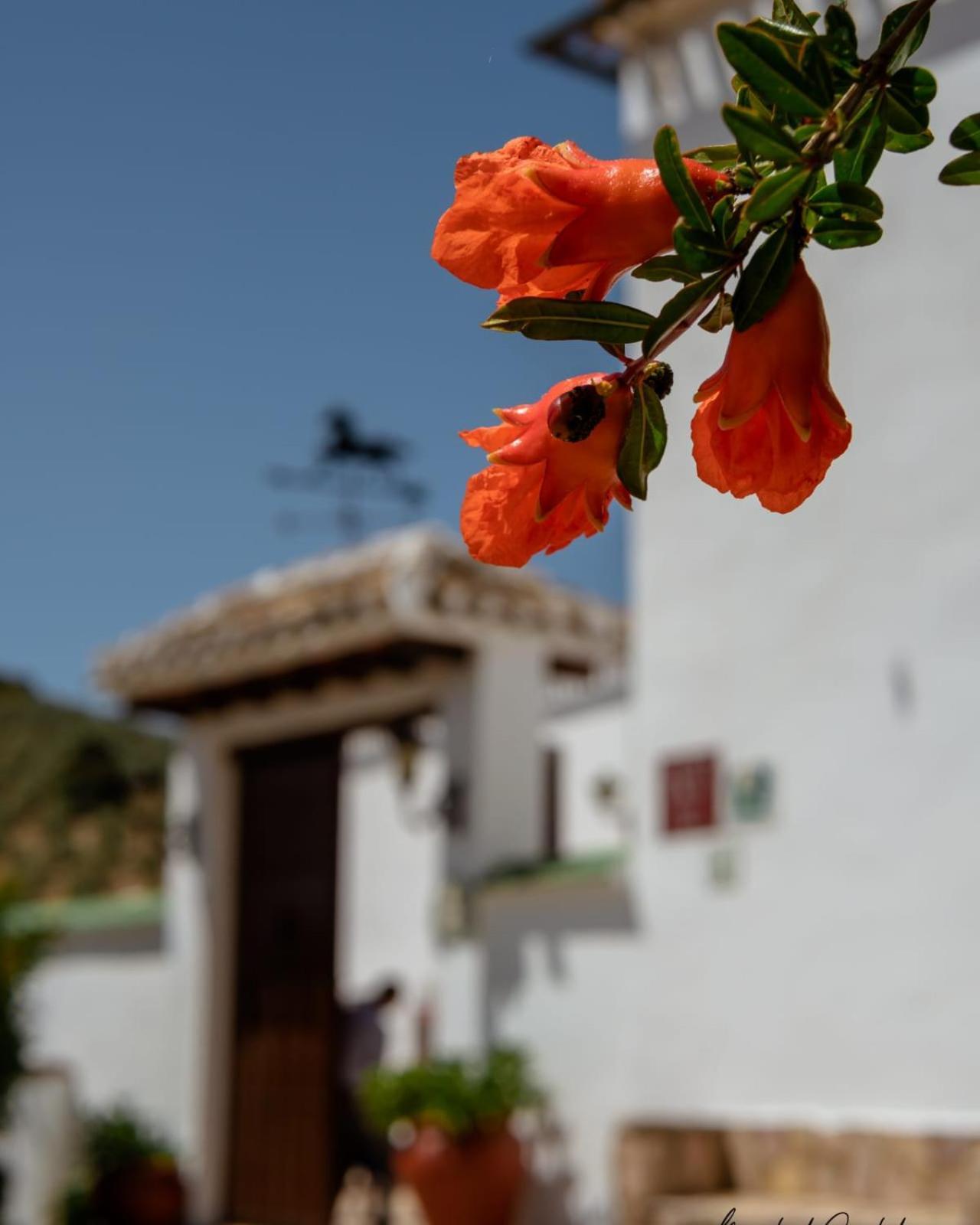 Cortijo La Presa Pension Priego de Córdoba Buitenkant foto